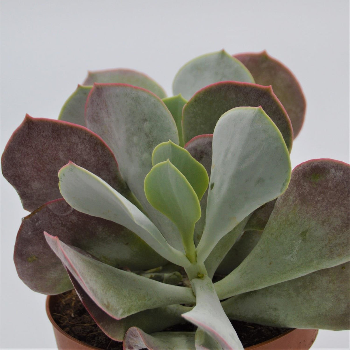 Cotyledon orbiculata - 13cm