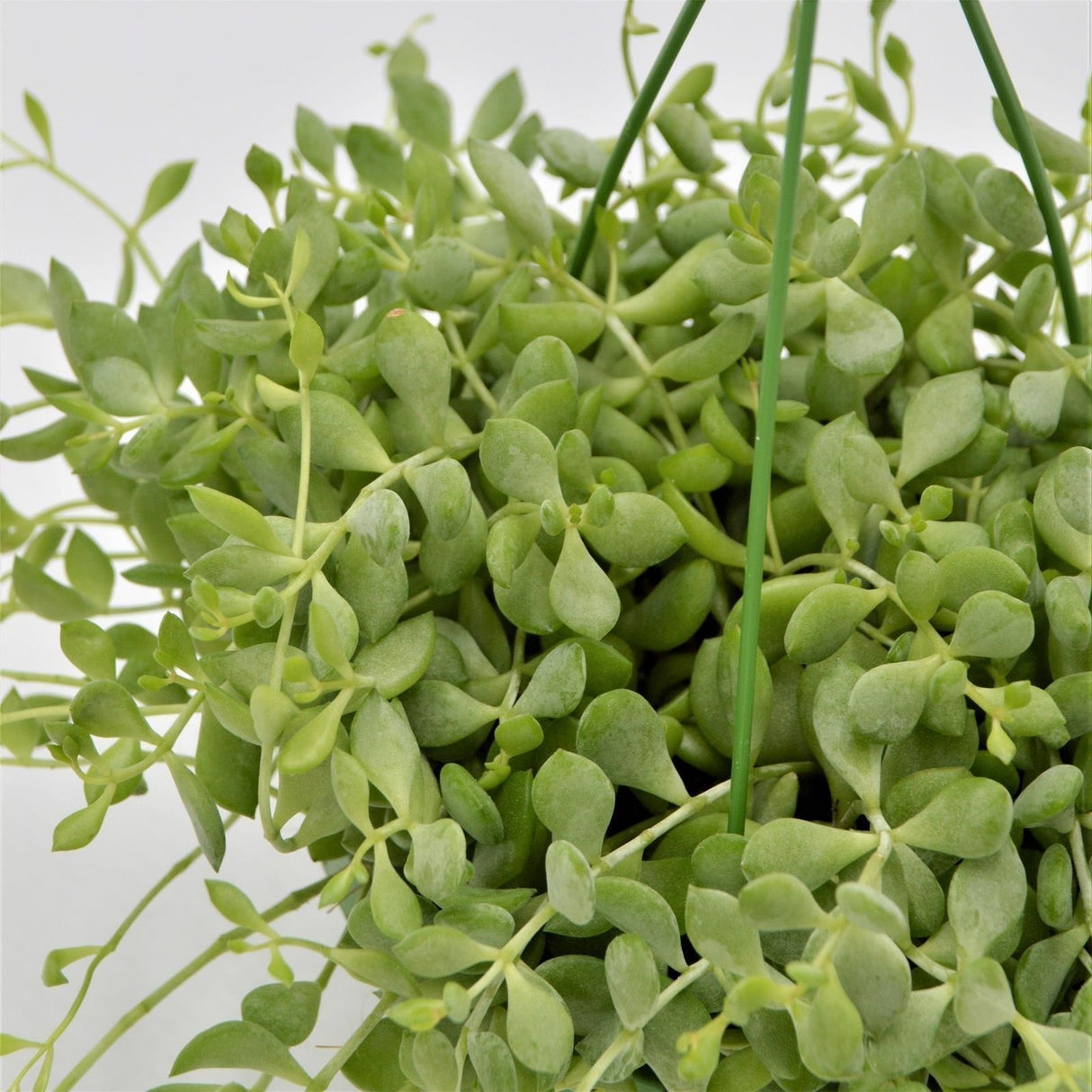 Cotyledon pendens - 14cm Ampel