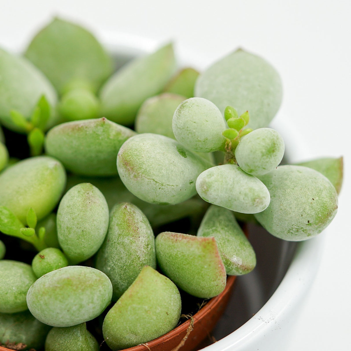 Cotyledon pendens - 5,5cm