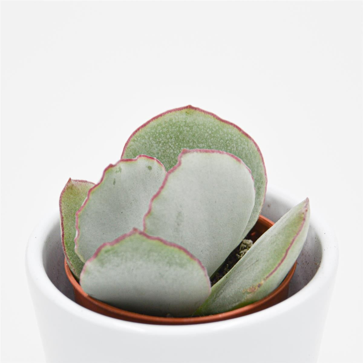 Cotyledon ssp. - 5,5cm