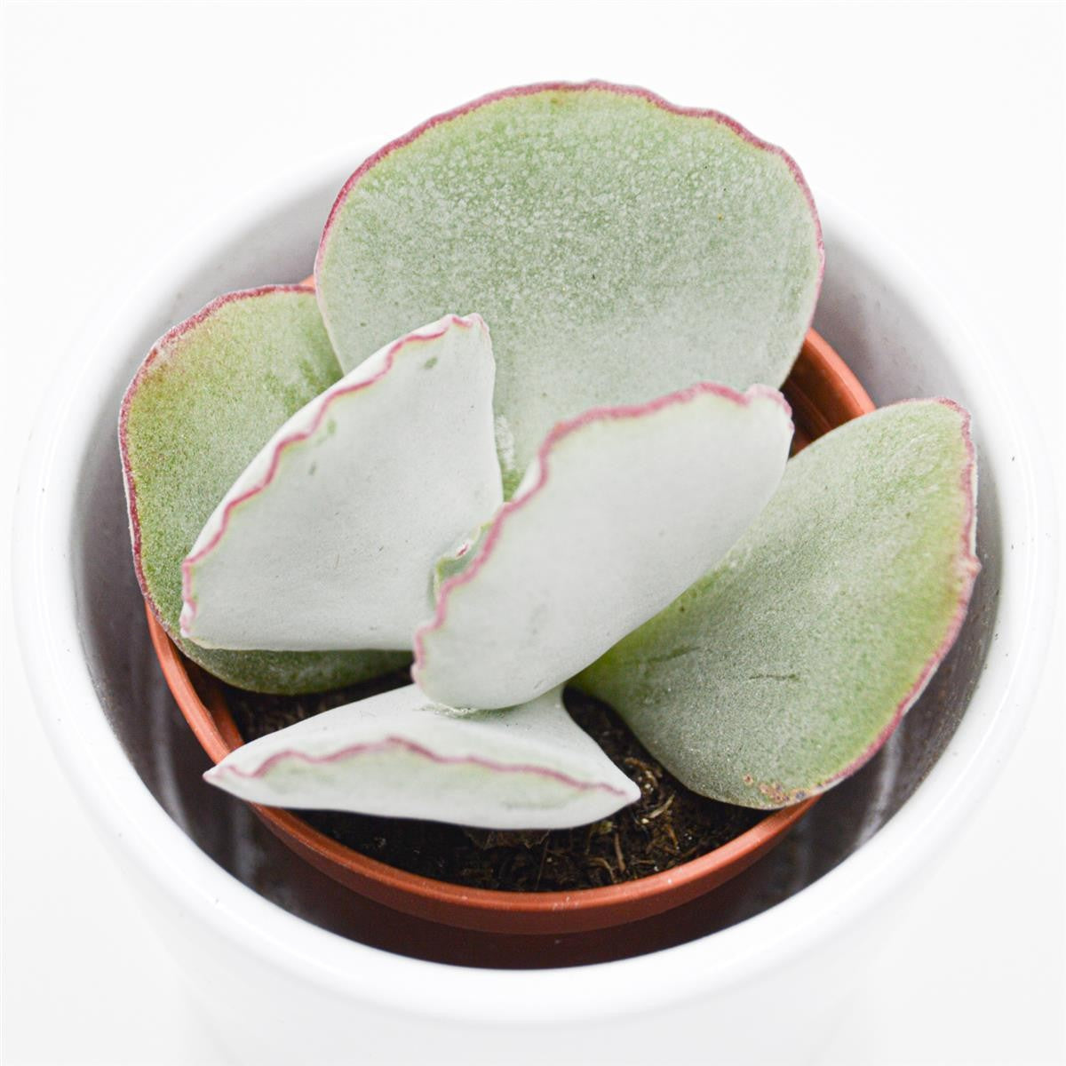 Cotyledon ssp. - 5,5cm