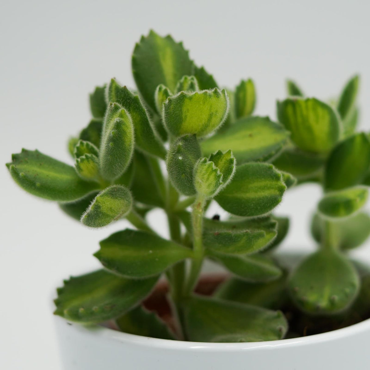 Cotyledon tomentosa Lemon Stripe - 8,5cm