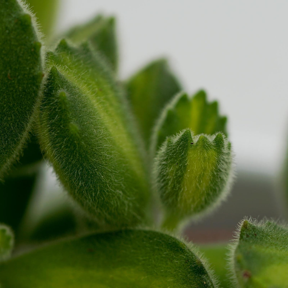 Cotyledon tomentosa Lemon Stripe - 8,5cm