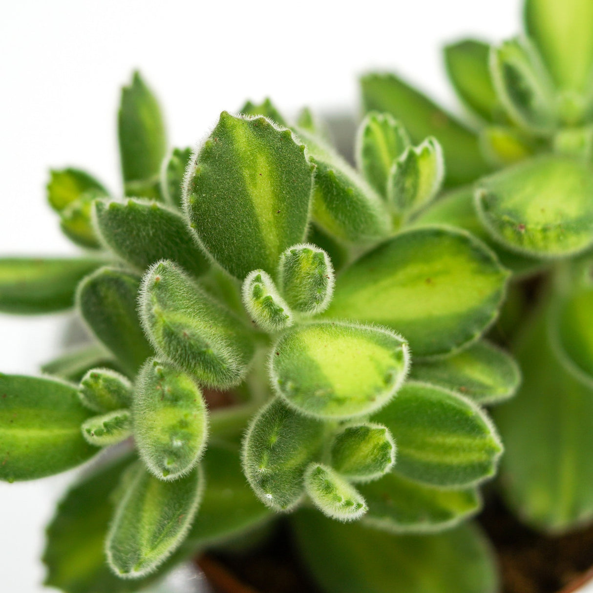 Cotyledon tomentosa Lemon Stripe - 6cm
