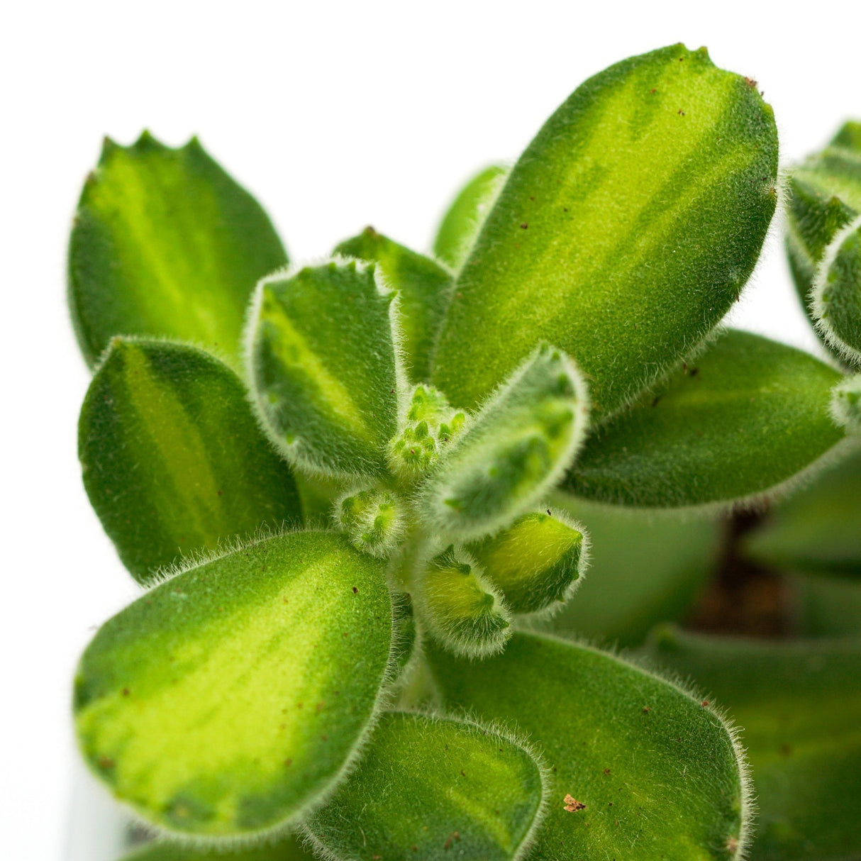 Cotyledon tomentosa Lemon Stripe - 6cm