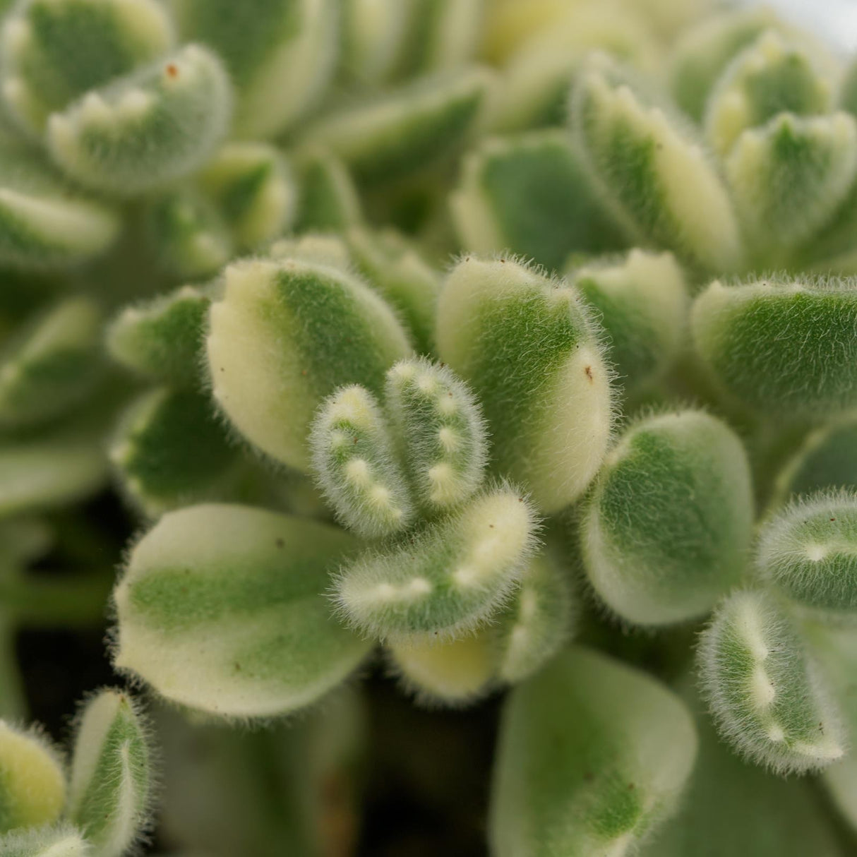 Cotyledon tomentosa Variegata - 8,5cm