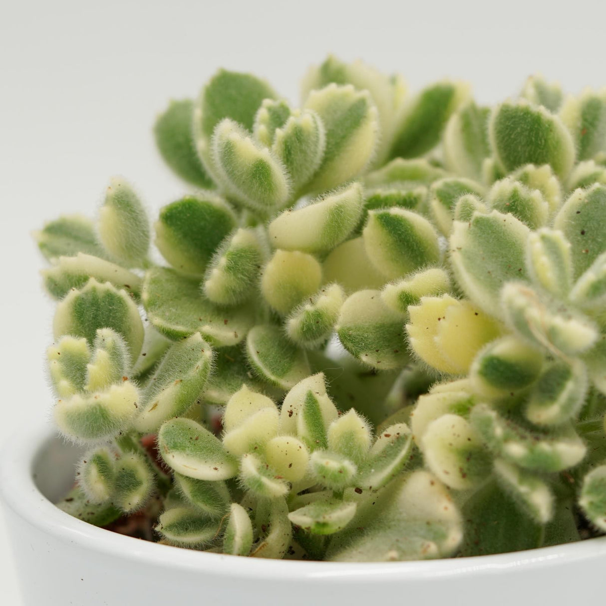 Cotyledon tomentosa Variegata - 8,5cm