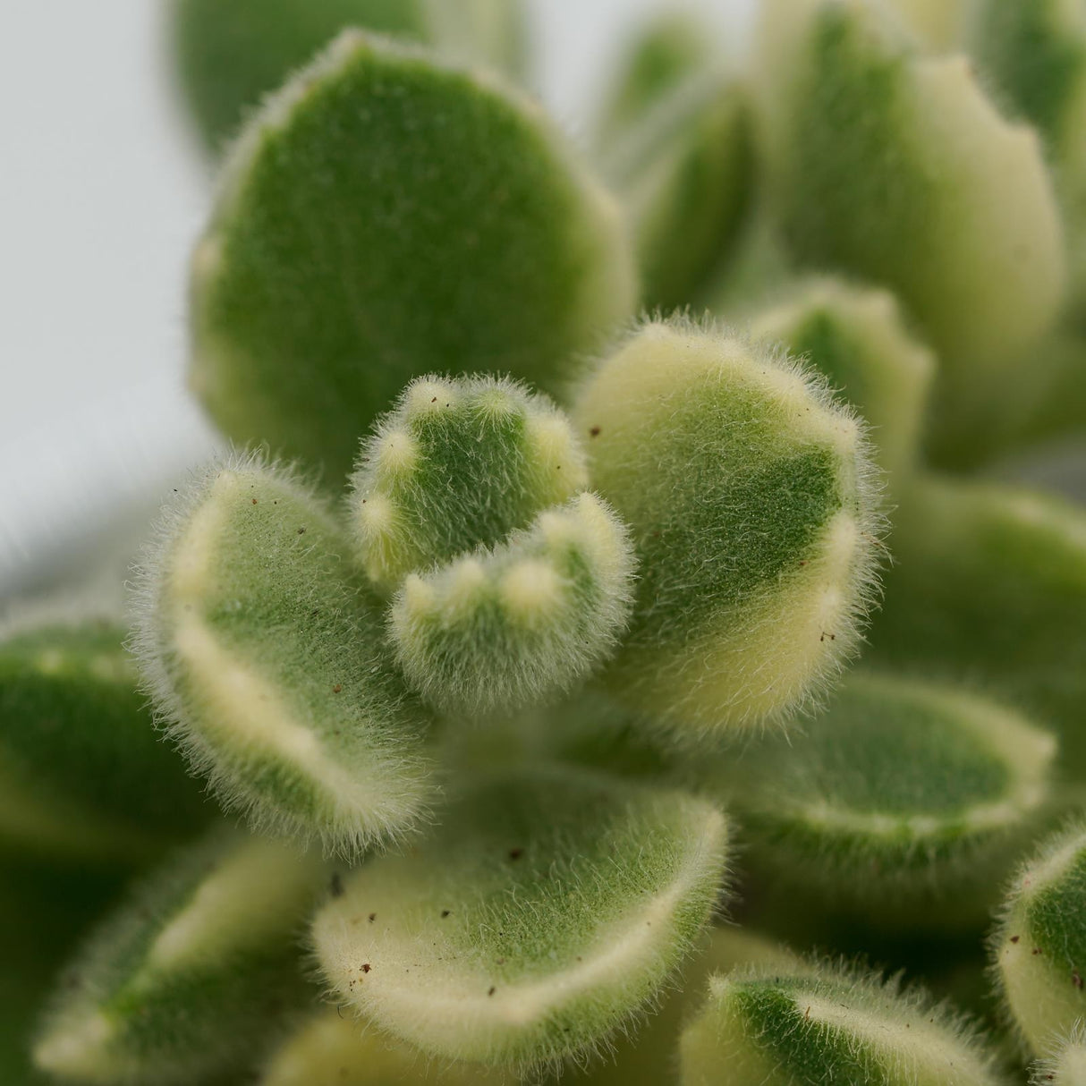 Cotyledon tomentosa Variegata - 8,5cm