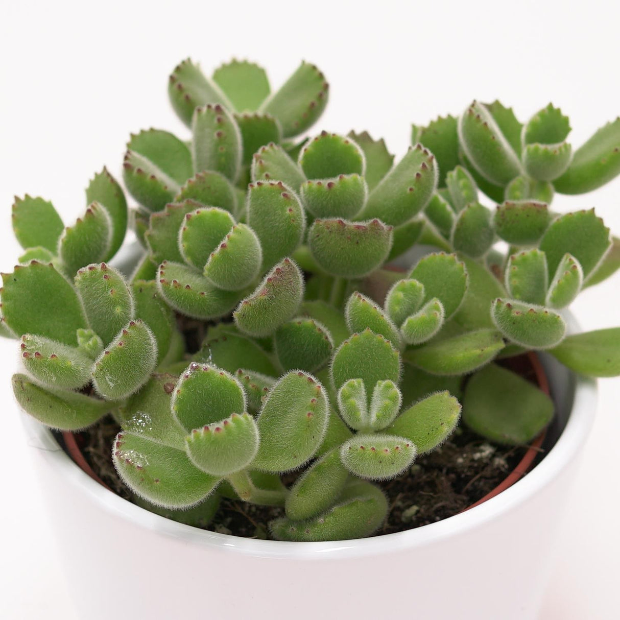 Cotyledon tomentosa - 8,5cm
