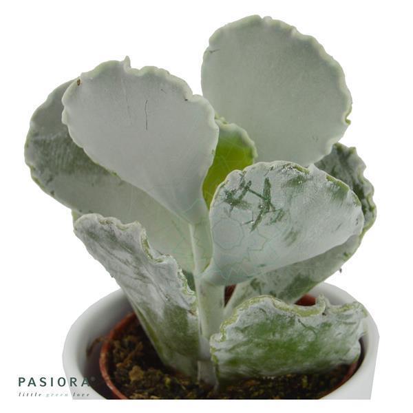 Sukkulenten Selektion, 20 Stück