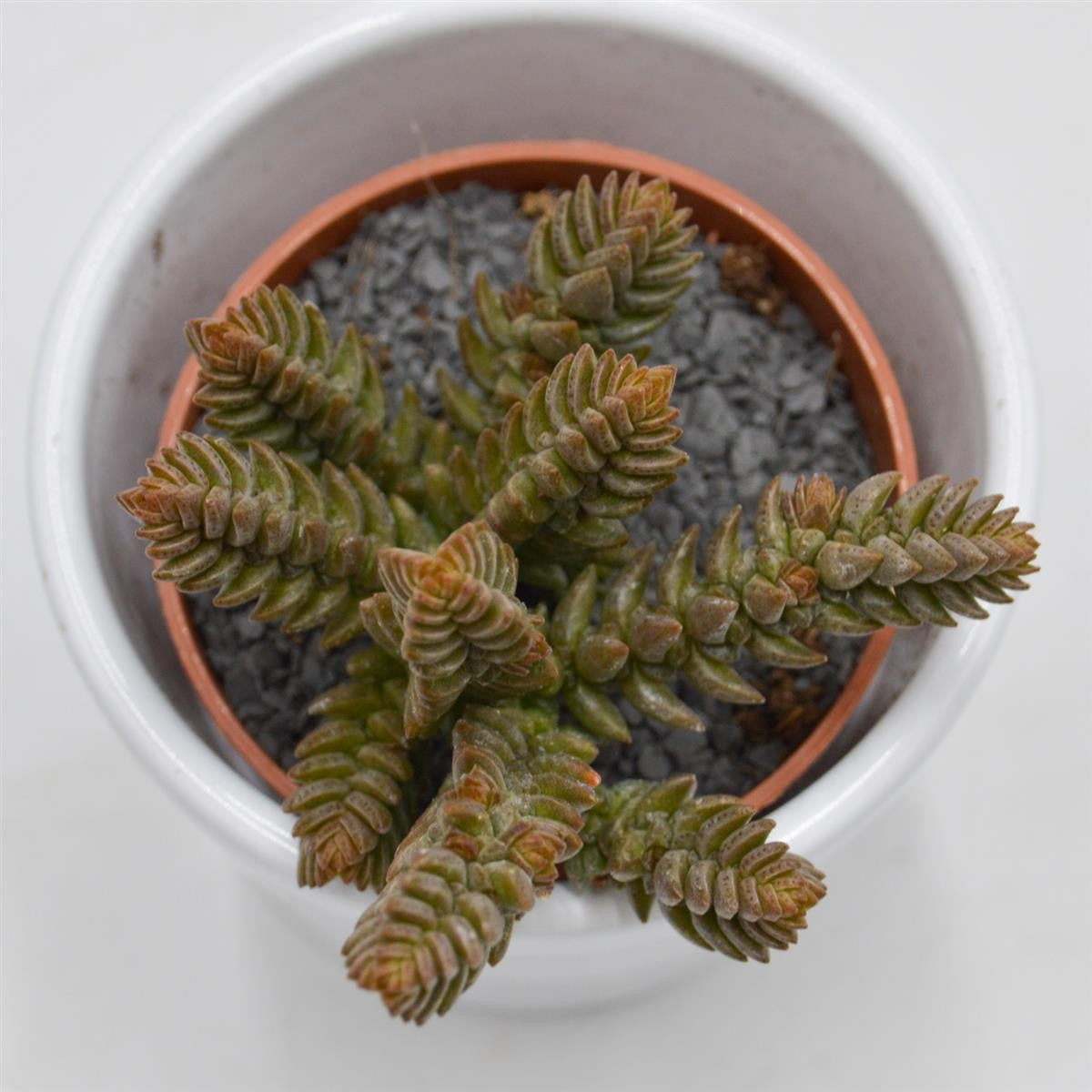 Crassula muscosa - 5,5cm