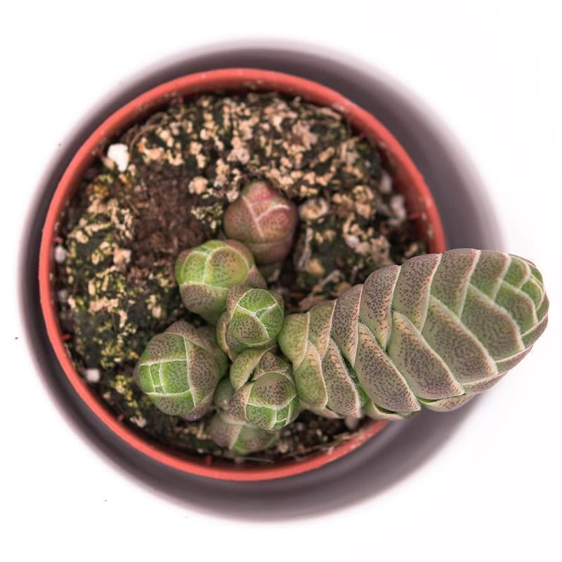 Crassula barklyi - 5,5cm