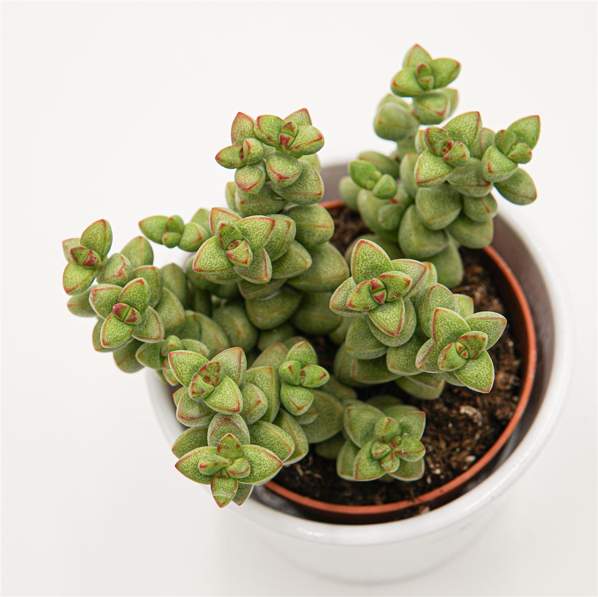 Crassula brevifolia - 8,5cm