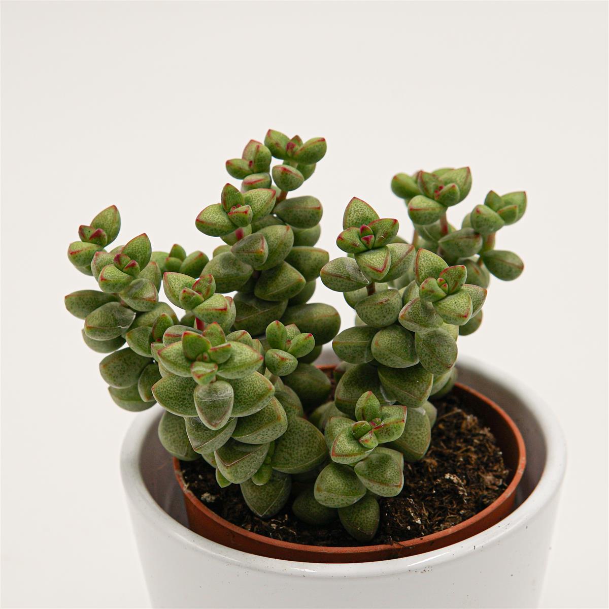 Crassula brevifolia - 8,5cm