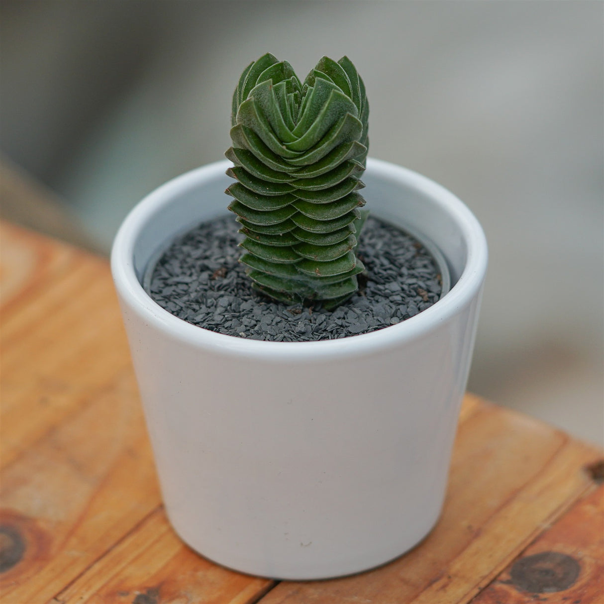 Crassula Buddha´s Temple - 6cm