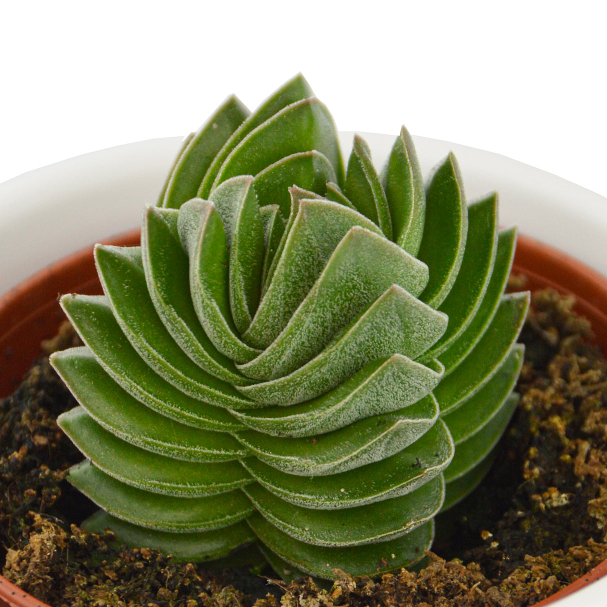 Crassula Buddha´s Temple - 6cm