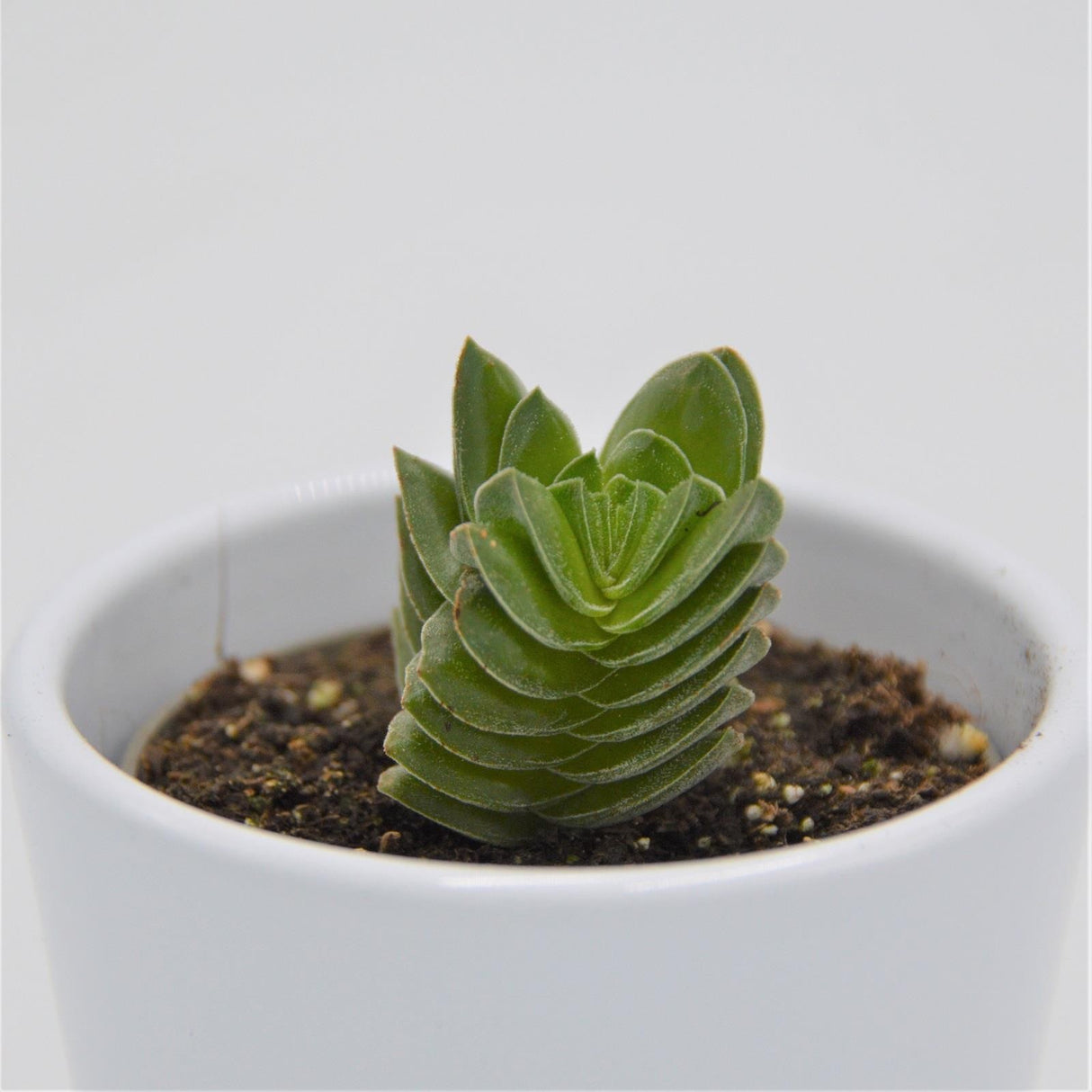 Crassula Buddha´s Temple - 6cm