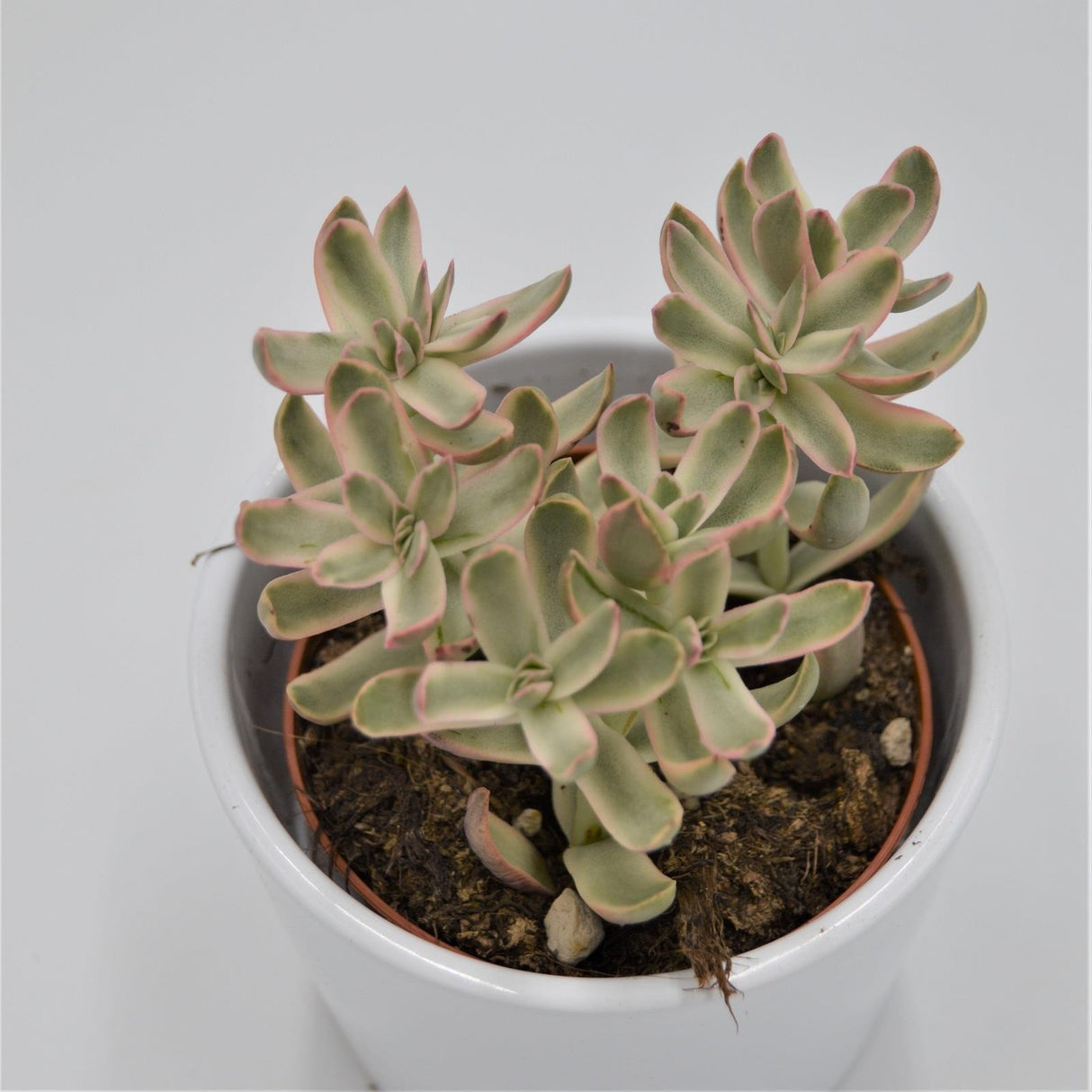 Crassula Candy Cane - 8,5cm