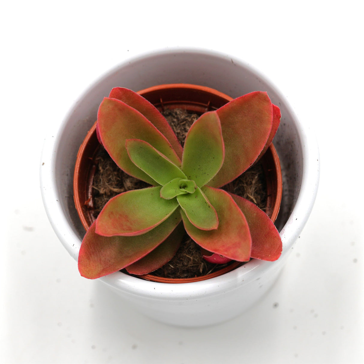 Crassula capitella Campfire - 5,5cm