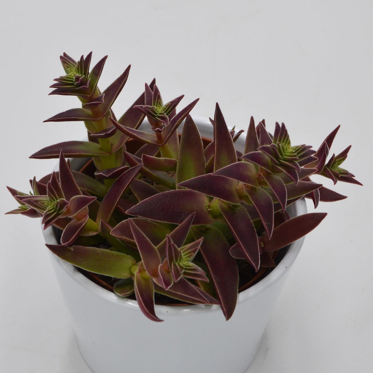 Crassula capitella Rubra - 10,5cm