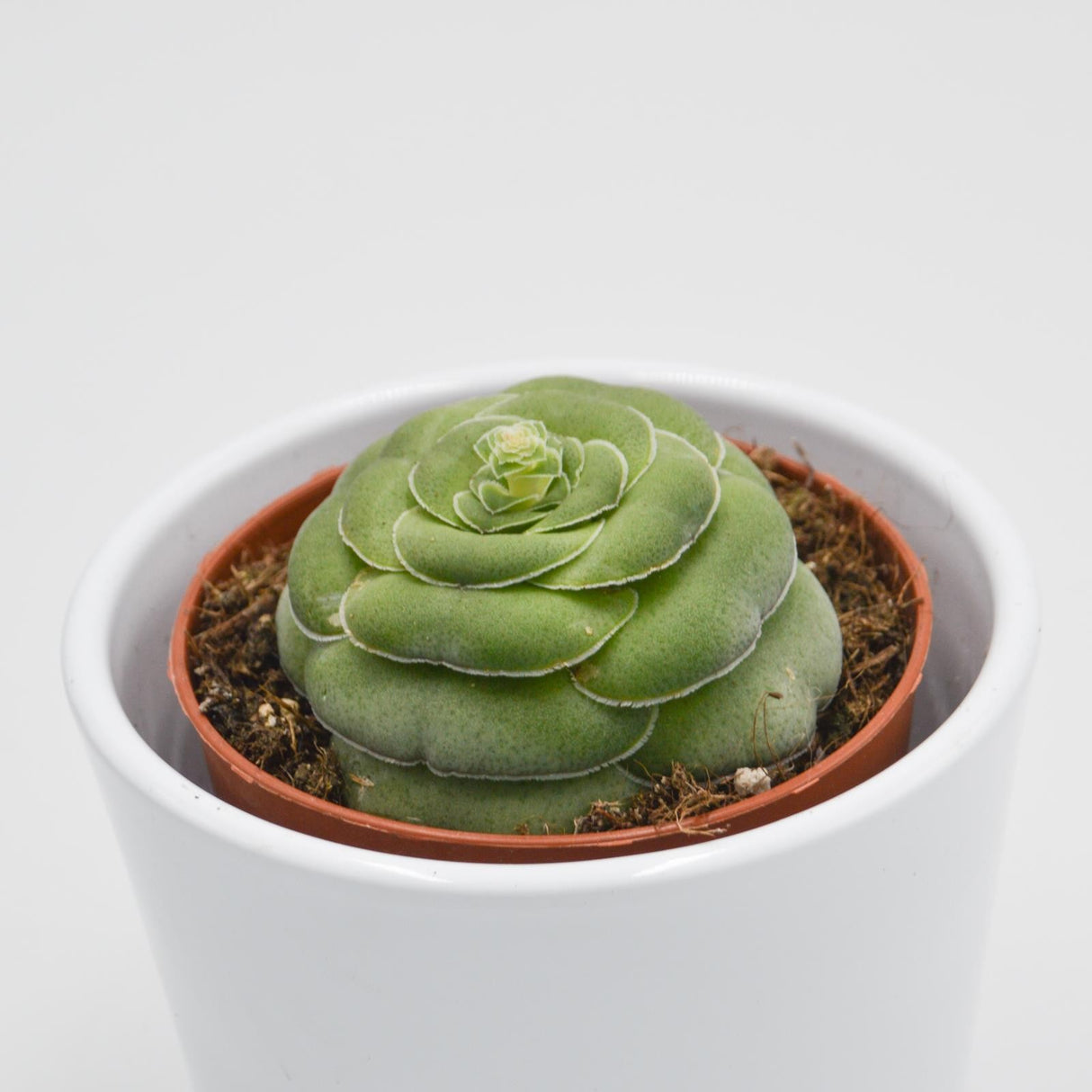 Crassula capitella v. turrita - 8,5cm