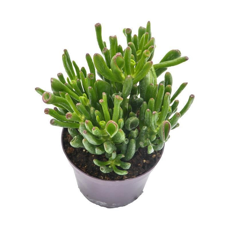 Crassula Coral - 12cm