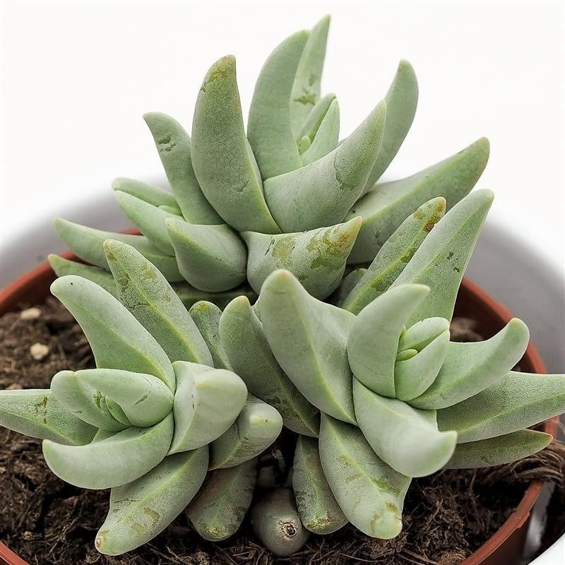 Crassula cornuta - 8,5cm