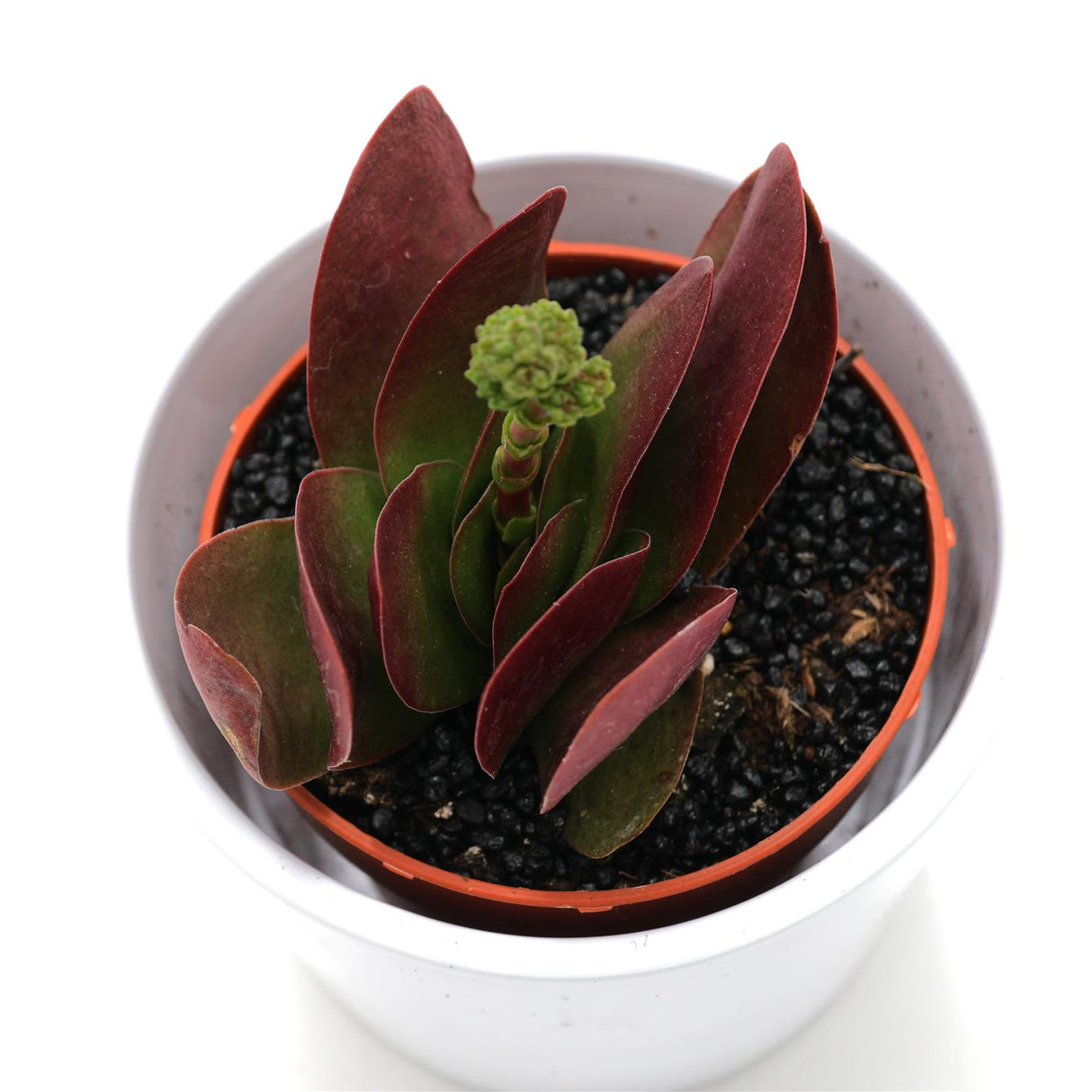 Crassula cotelydonis Verde - 8,5cm