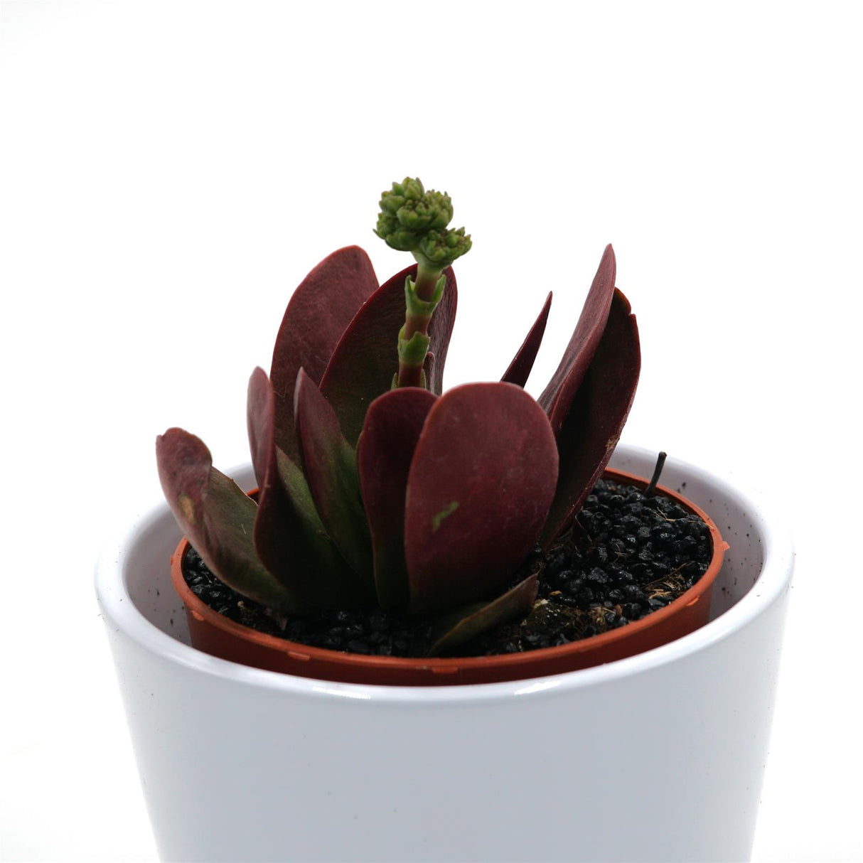 Crassula cotelydonis Verde - 8,5cm