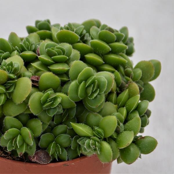 Crassula David - 8,5cm