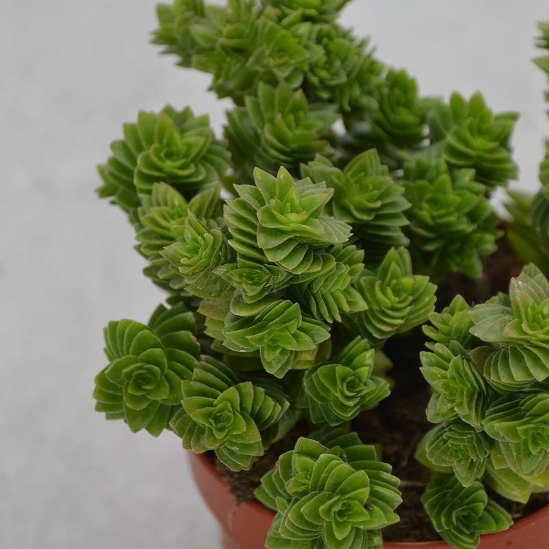 Crassula estagnol - 8,5cm