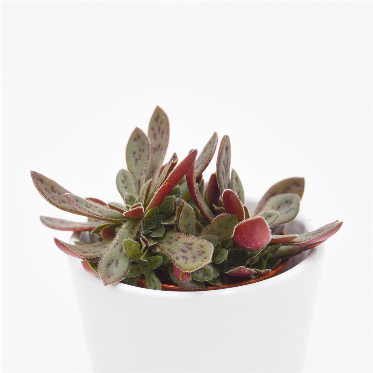 Crassula exilis subsp. picturata - 5,5cm