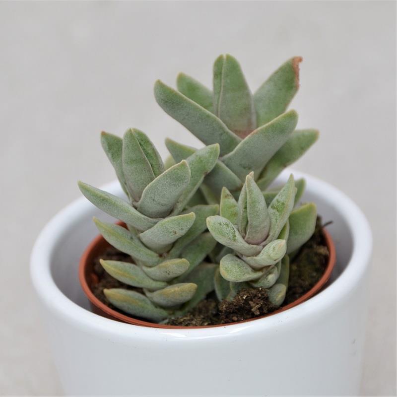 Crassula falcata minor - 5,5cm