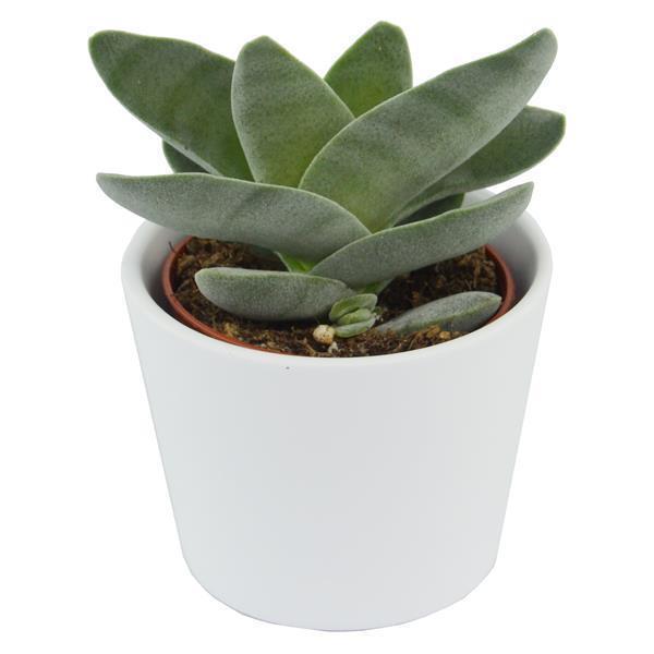 Crassula falcata - 6cm