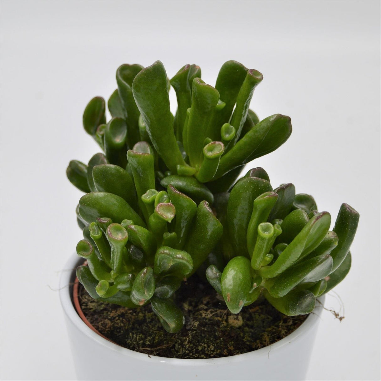 Crassula Gollum - 12cm
