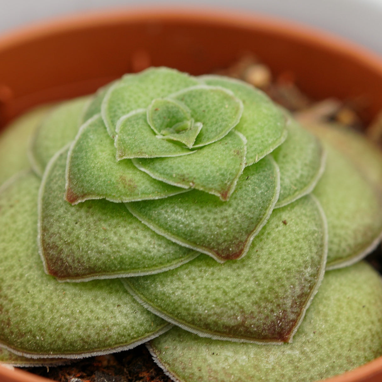 Crassula hemisphaerica - 5,5cm