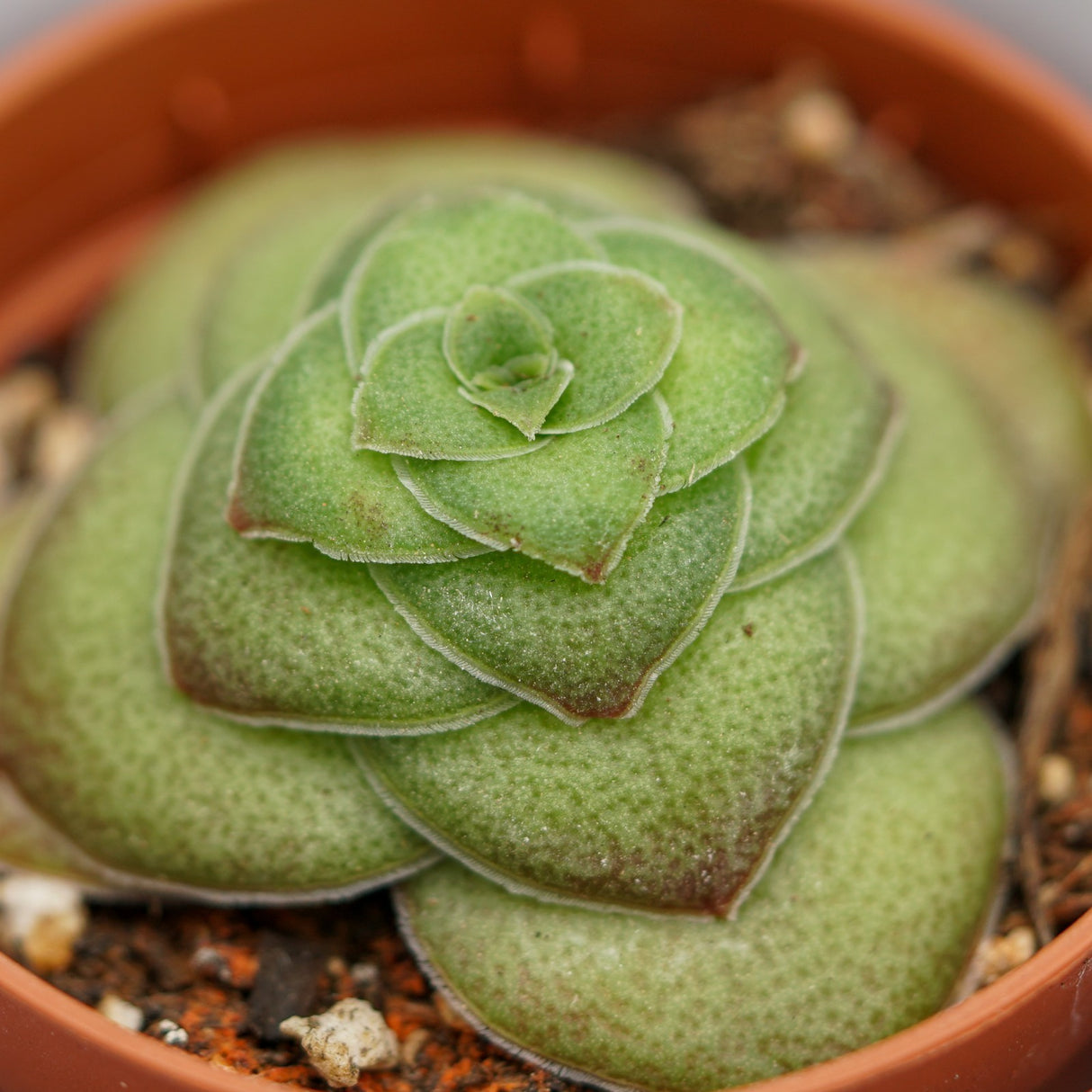 Crassula hemisphaerica - 5,5cm