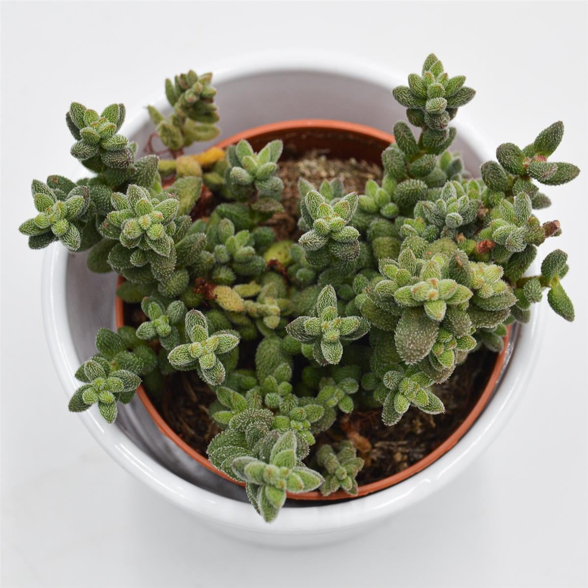 Crassula hirtipes - 8,5cm