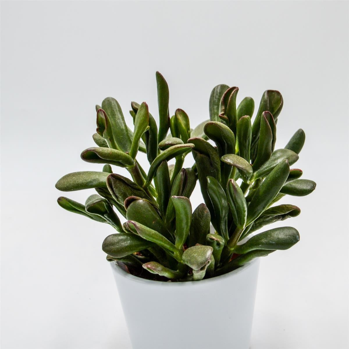Crassula Hobbit Sunset - 8.5cm