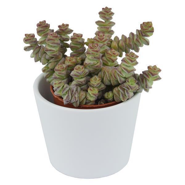 Crassula rupestris subsp. marnieriana - 6cm