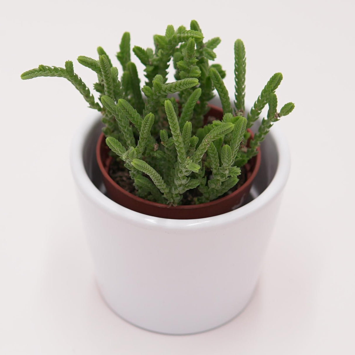 Crassula lycopodioides - 5,5cm