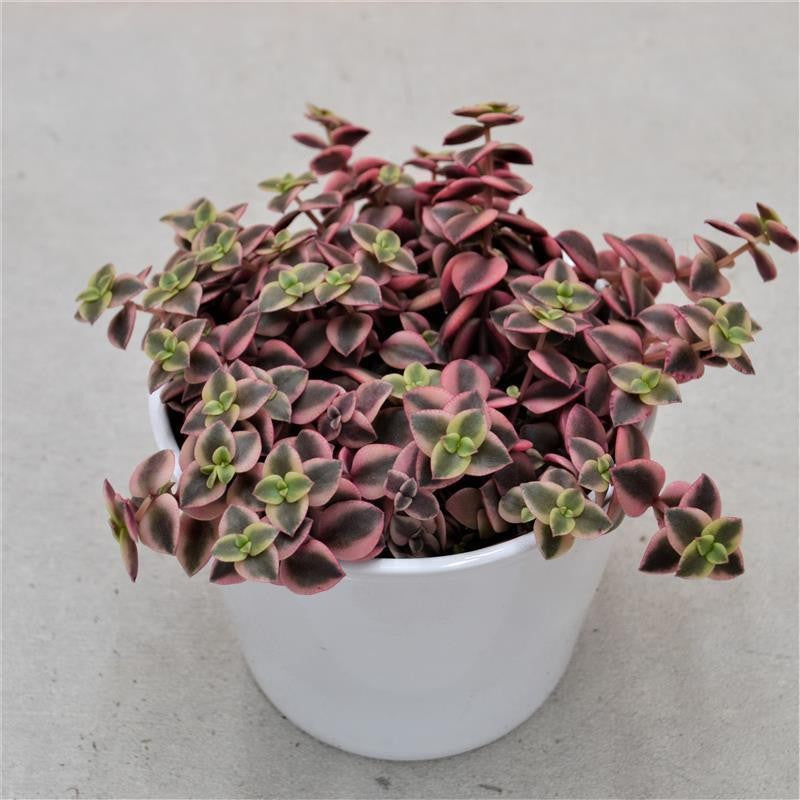Crassula pellucida ssp. marginalis - 12cm