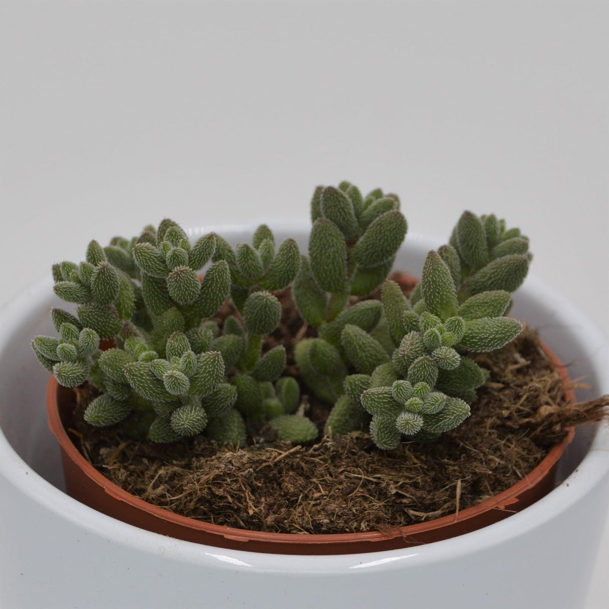 Crassula mesembryanthemoides subsp. hispida - 8,5cm