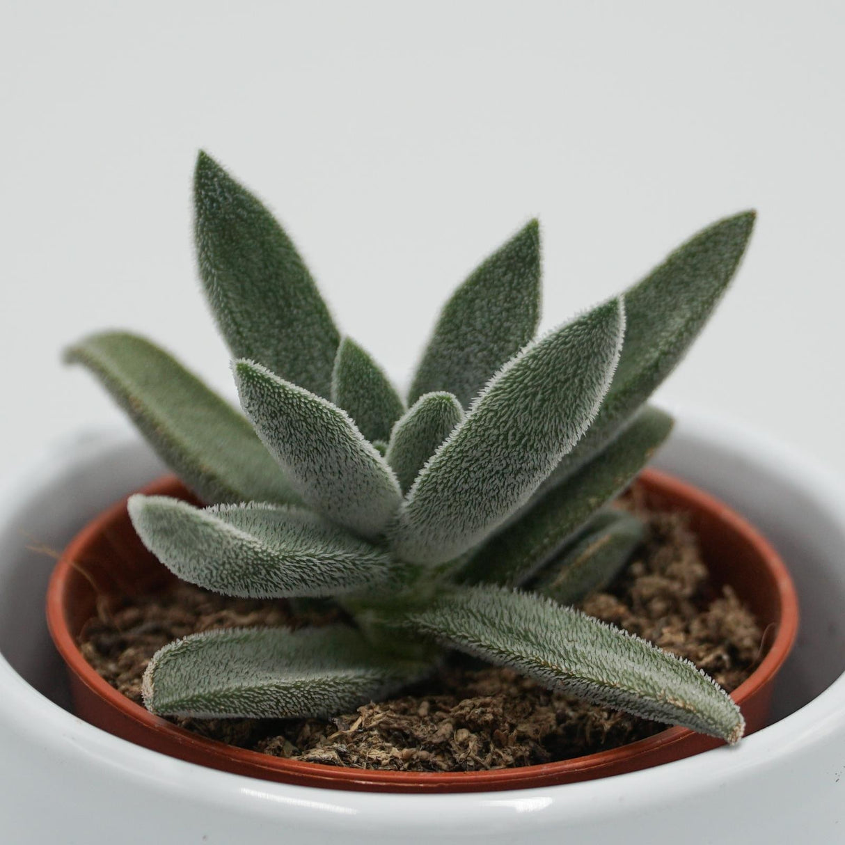 Crassula mesembryanthemoides Tenelli - 6cm