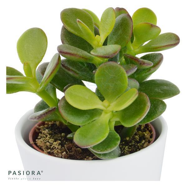 Crassula minor - 6cm