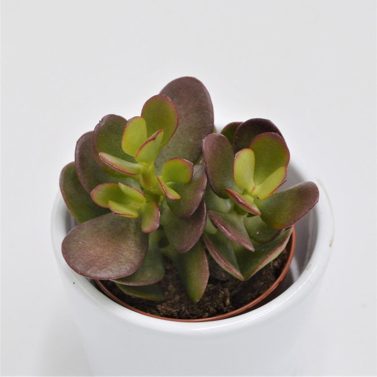 Crassula minor - 5,5cm