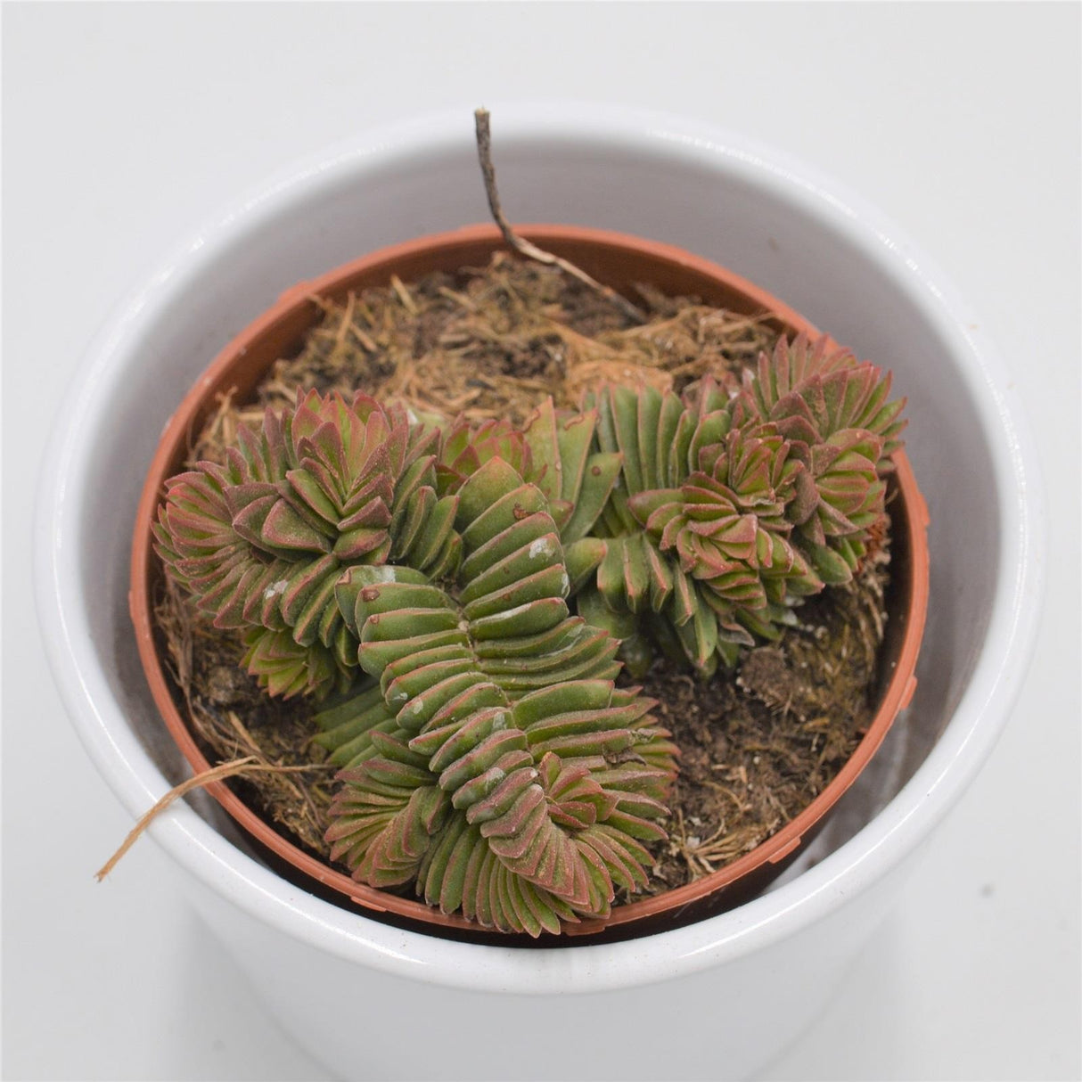 Crassula New Temple - 8,5cm