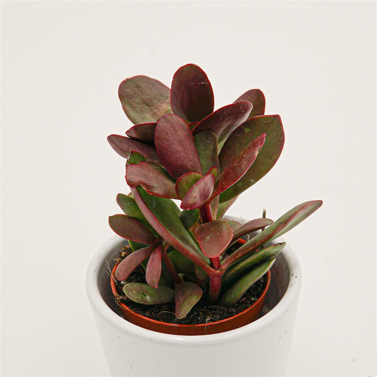 Crassula nudicaulis var. platyphylla Burgundy - 5,5cm