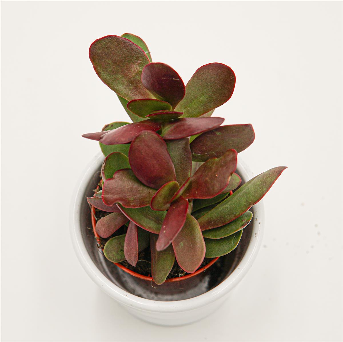 Crassula nudicaulis var. platyphylla Burgundy - 5,5cm