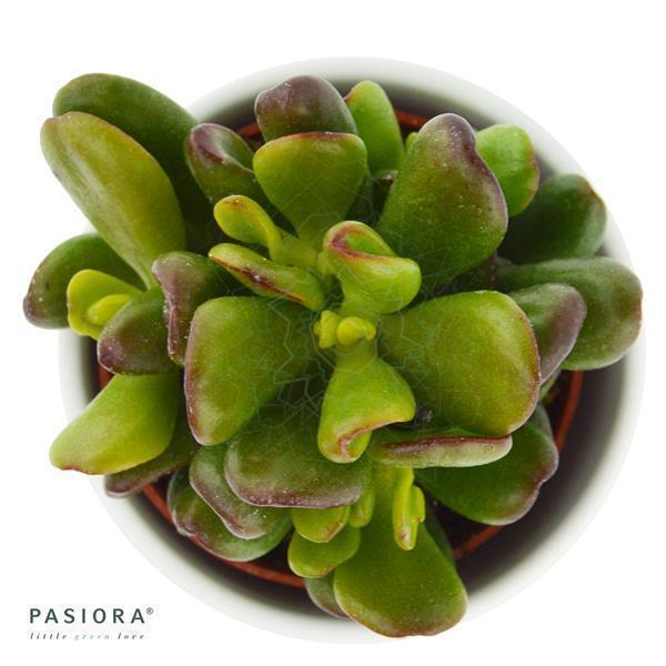 Crassula ovata Gandalf - 6cm